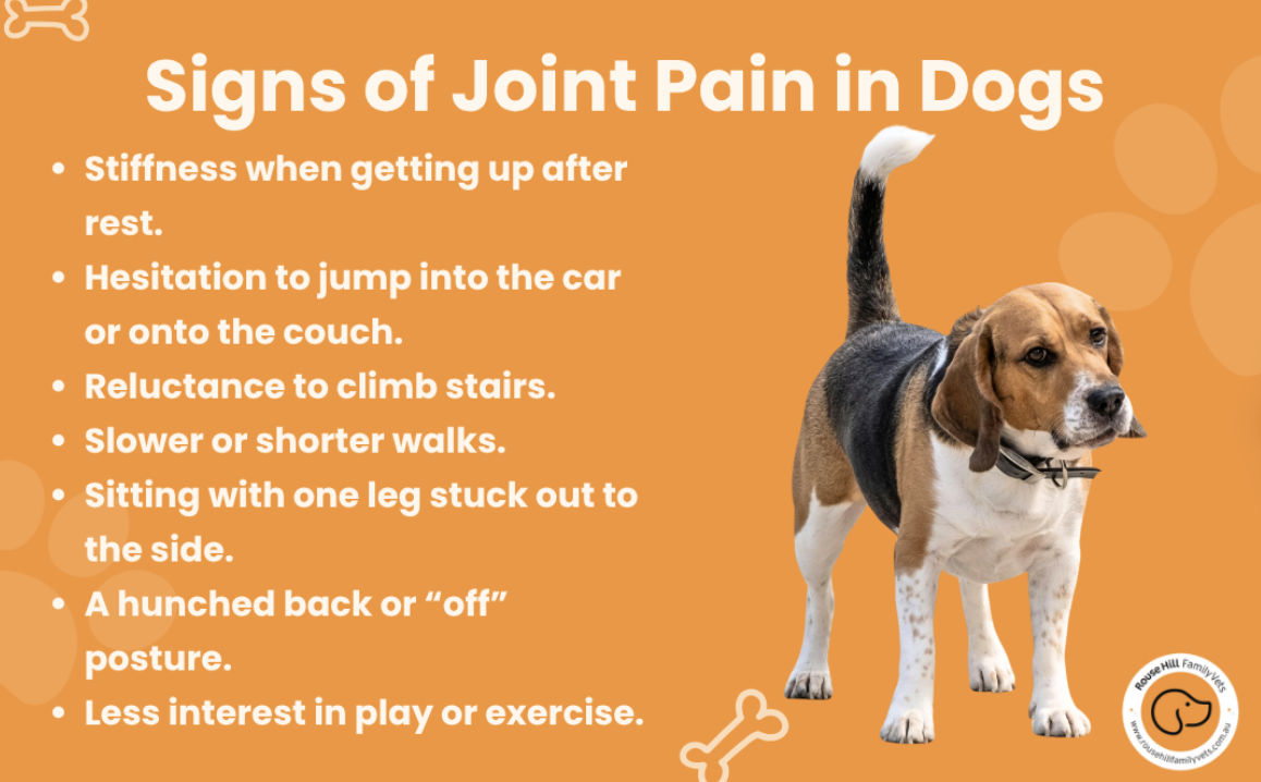 Common Allergy Triggers in Pets img